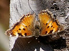 California Tortoiseshell